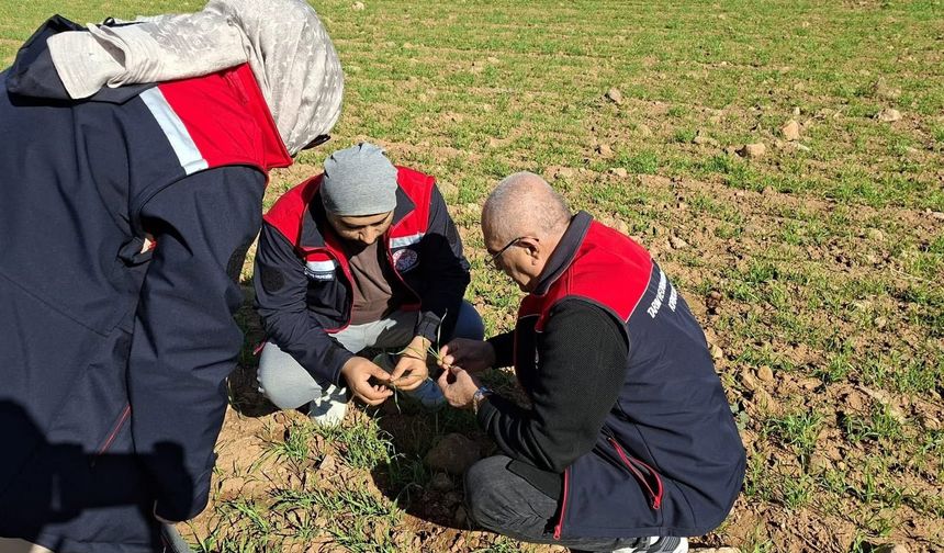 Kırıkkale'de Çiftçilerin Ürün Beyanları Denetleniyor