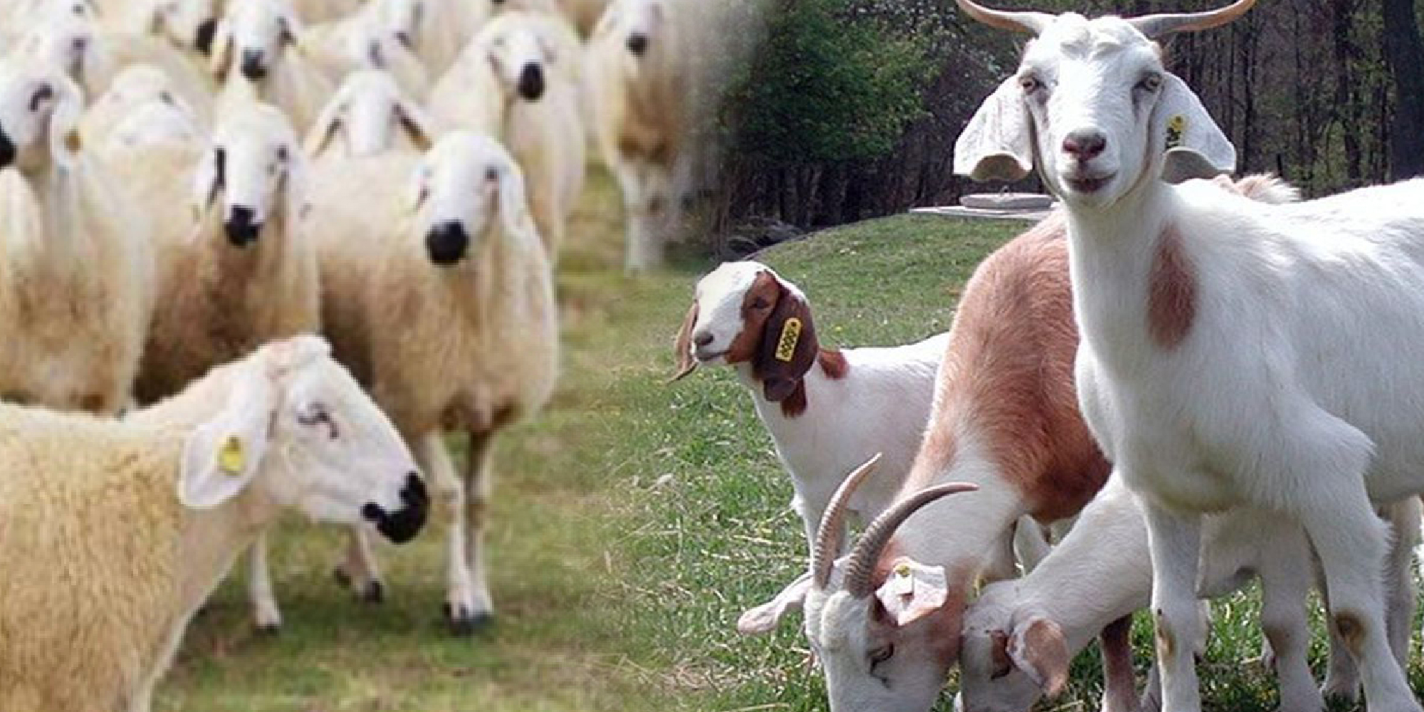 koyun keçi