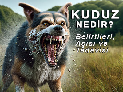 Kuduz Nedir Kuduz Belirtileri