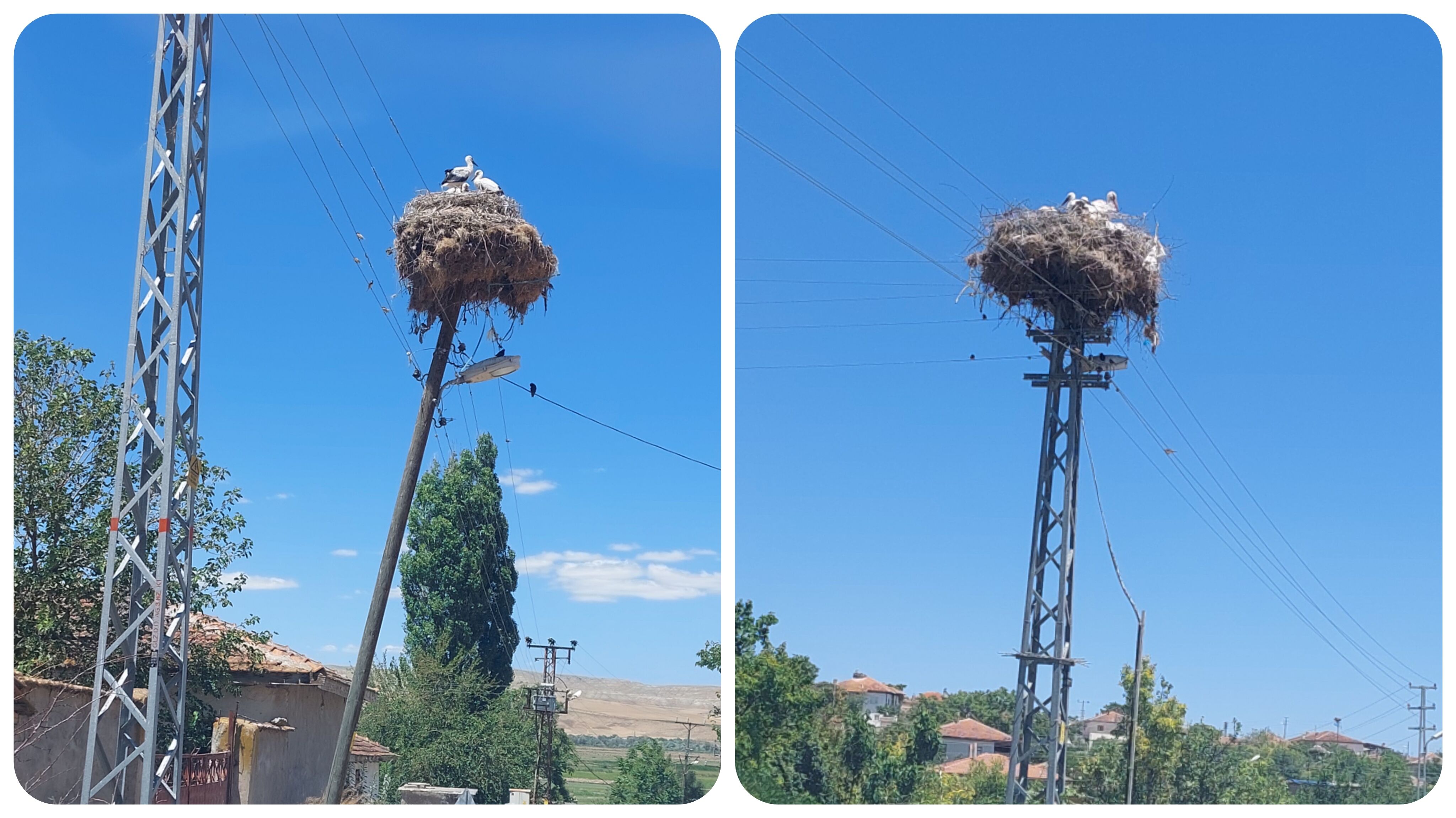 Foto Grid 20260629 091439977