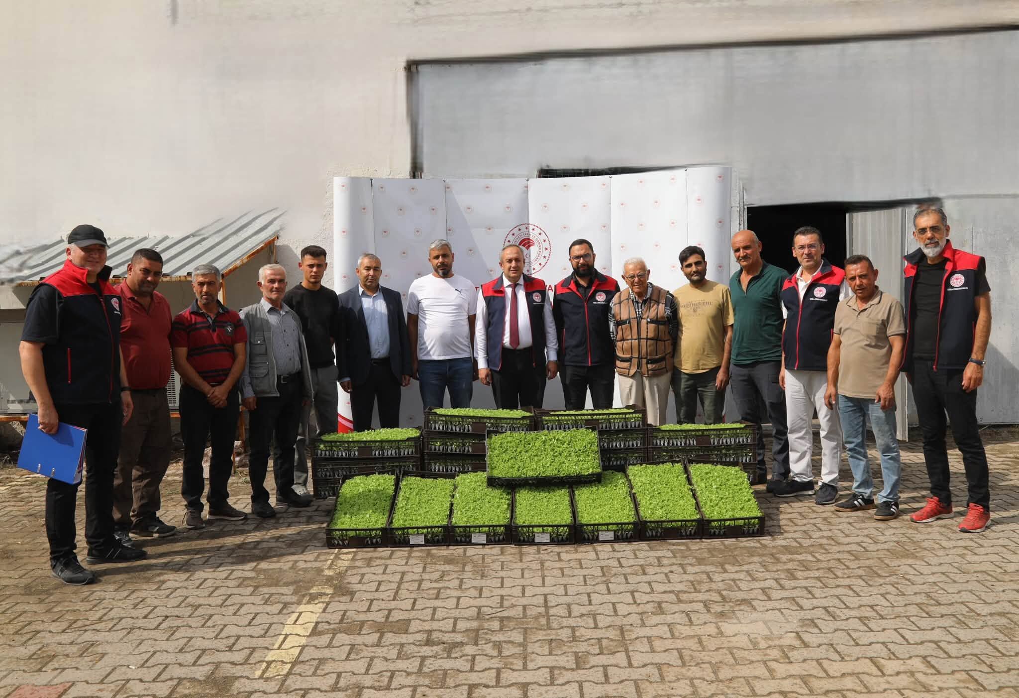 Kırıkkale’de Üreticiye 69 Bin Marul Fidesi